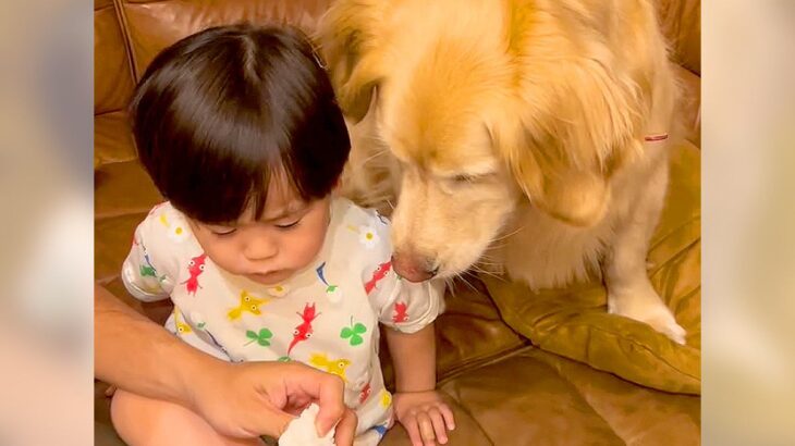 『どうしたの…？』赤ちゃんがケガしてしまった結果、大型犬が…とんでもなく優しい『心配そうに見つめる姿』が29万再生「最後ニコニコで素敵」(ブログ)