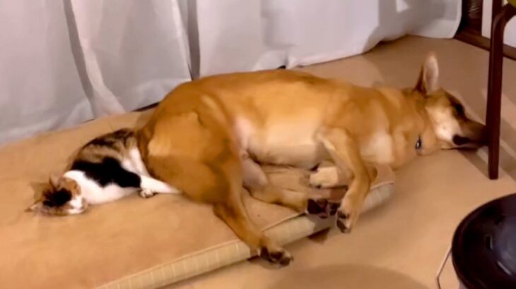 犬が『猫にベッドを横取りされた』結果…『取り返すまでのやり取り』が優しくて尊いと110万再生「困惑してるｗ」「無理矢理じゃないの偉い」(ブログ)