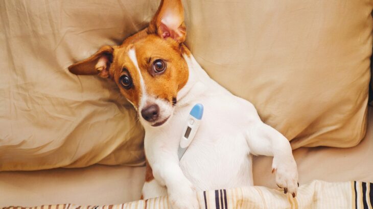 犬の『平熱』ってどれくらいなの？体温測定の必要性や自宅で測る際に知っておくべきコツと注意点(ブログ)