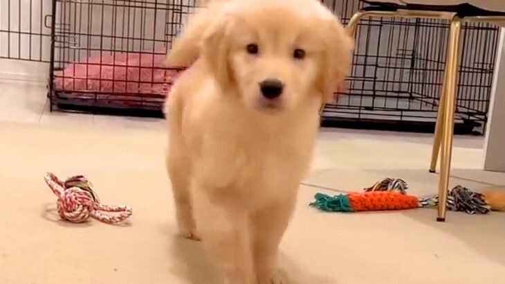 大型犬の子犬が『自分の名前を覚えた瞬間』…呼んだ時に見せた『可愛い行動』が107万再生「かわいこちゃんすぎる」「天使ですか？」と悶絶(ブログ)