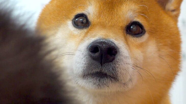 犬の前で『子猫を褒めていた』結果…まさかの『犬語で抗議してくる様子』が可愛すぎると22万再生「赤ちゃん返りかな？ｗ」「甘えん坊さん」(ブログ)