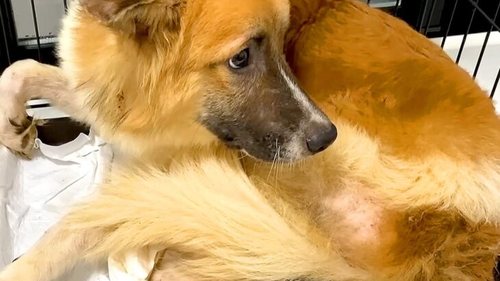 『優しさとは…？』多頭飼育崩壊からレスキューされた『生後7カ月の犬』…切なすぎる姿が16万再生「保護という名の虐待」「涙が出てくる」(ブログ)