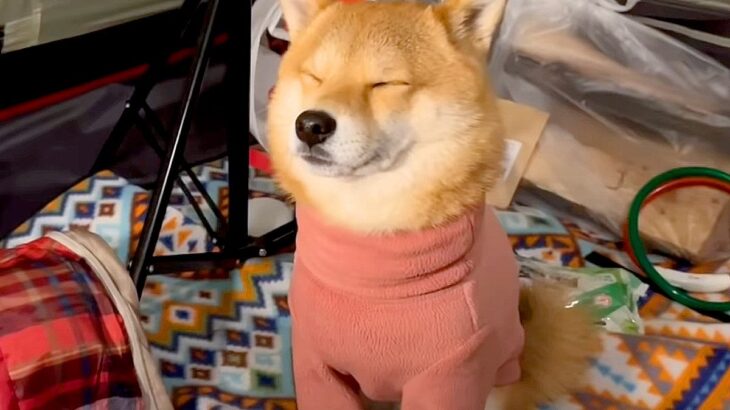 犬が『初めてのキャンプ』を経験した結果…『自然の厳しさを知る瞬間』が243万再生「気持ちわかる」「おすわりしながら寝るの可愛すぎｗ」(ブログ)