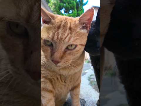 茶トラ猫ちゃんこっちに歩いてきた(YouTube)