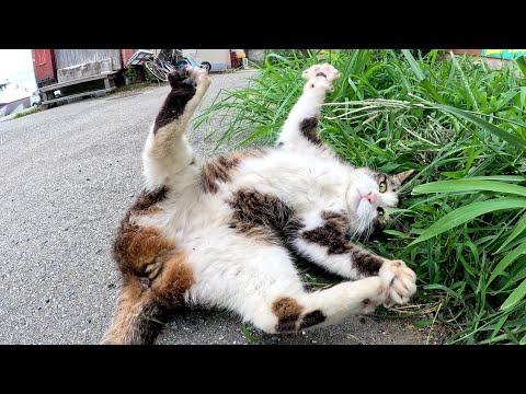 人懐っこいキジシロ猫をモフっていたら突然暴れだした(YouTube)