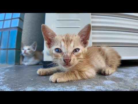 漁港にいた野良猫家族がカワイイ(YouTube)