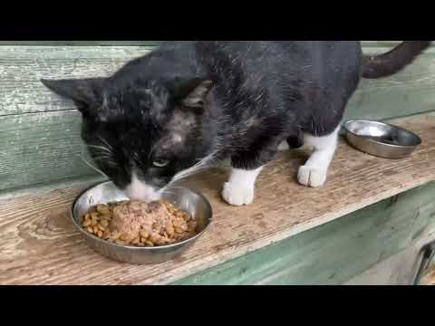 2024年8月27日(YouTube)
