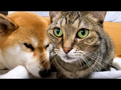 猫たちに愛される柴犬は次から次へと甘えてくる猫たちに毎回神対応を見せてくれます(YouTube)