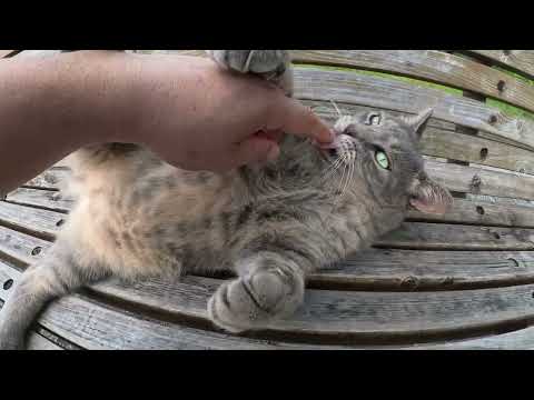 トトロ猫のお腹をモフろうとしたら、やんわりと拒否された(YouTube)