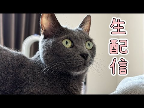 シニアフードになったハムとみんなのごはん配信！(YouTube)