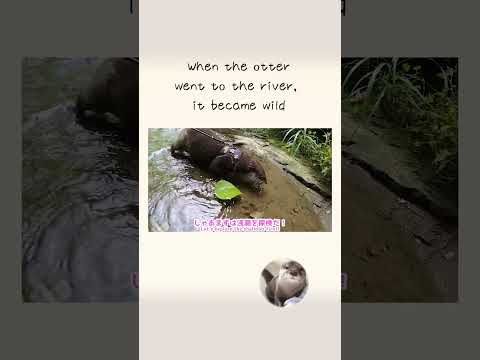 When the otter went to the river, it became wild !(YouTube)