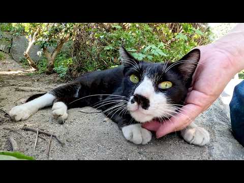 コンクリートが熱すぎて、日陰に戻ってナデナデされるハチワレ猫(YouTube)