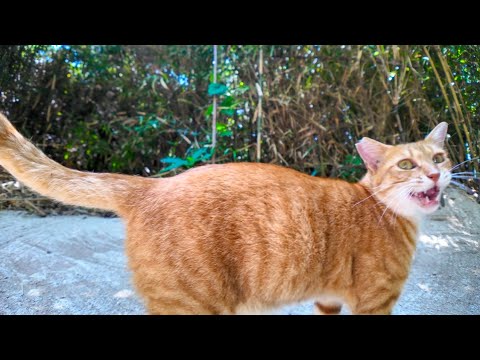 林の中から茶トラ猫がモフられに出てきた(YouTube)