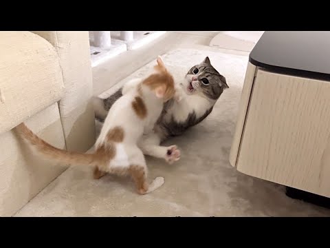 ヤンチャな子猫がボス猫の寝込みを襲ったらまさかの大変なことになりました…(YouTube)