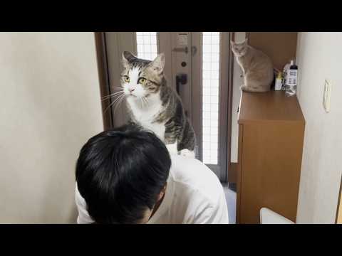 階段掃除に渋々付き合わされる猫(YouTube)