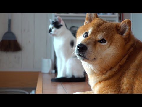 落ち込む柴犬を見て悟る猫、慰め方が大人すぎました。。(YouTube)