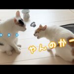 最近チロとトロが最近仲悪めです…！(YouTube)
