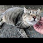 太ったキジトラ猫と美猫の茶トラ猫の所に見慣れないブチ猫もやって来た(YouTube)