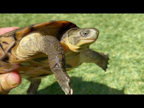 【8種類】福岡に連れて行く生体を紹介します(YouTube)
