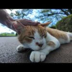 【今週のボツ動画】今週撮った短い未公開動画まとめて公開-unreleased video of this week-2024/8/1w(YouTube)