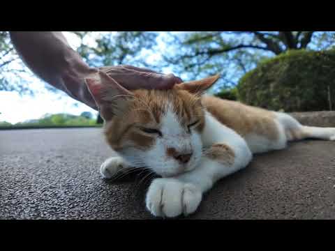 【今週のボツ動画】今週撮った短い未公開動画まとめて公開-unreleased video of this week-2024/8/1w(YouTube)
