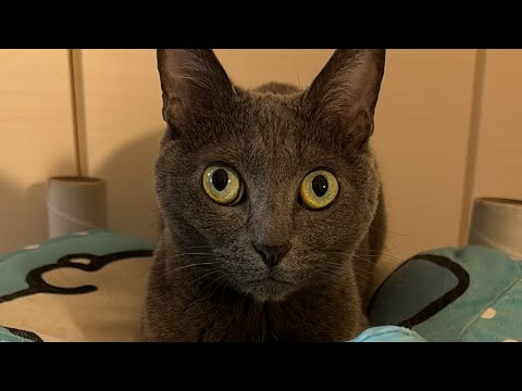 ご飯食べてまったりな夜の猫配信（縦配信）(YouTube)