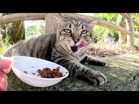 太った猫がボランティアさんからお腹いっぱいになるまでご飯を貰う(YouTube)