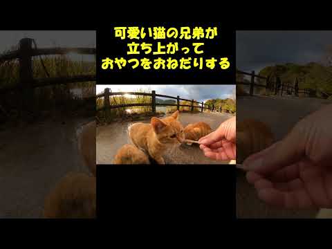 可愛い猫の兄弟が立ち上がっておやつをおねだりする #ネコ #cat #野良猫ちゃん(YouTube)