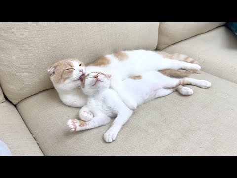 保護してきた子猫を我が子だと思って溺愛してる猫がこうなっちゃってました…笑(YouTube)