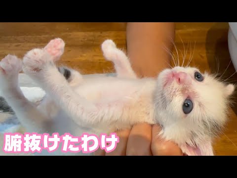 2024 08 09 2  おれっち腑抜けちゃったよぉ～  そのわけは？ TetoNoji127 ThirdNimo56 Neo23(YouTube)
