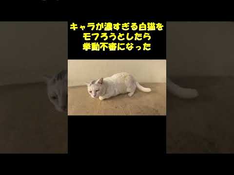 キャラが濃すぎる白猫をモフろうとしたら挙動不審になった #猫 #野良猫 #cat(YouTube)