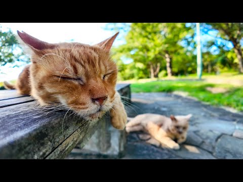公園の猫のハナクソ取りたい(YouTube)