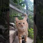 網の向こうにいた子猫がモフられにきた(YouTube)