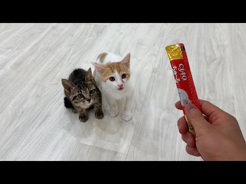 生まれて初めてちゅーるを食べた子猫が美味しすぎた衝撃でこうなっちゃいました…(YouTube)