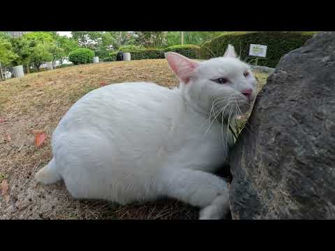 鼻が利く白猫が何かの匂いを発見！ボス猫が特等席にやって来た！(YouTube)