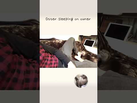 Otter sleeping on owner(YouTube)