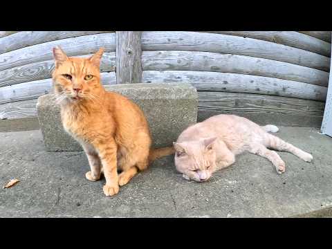クリーム猫をモフっていたら、茶トラ猫が頭突きをしながら乱入してきた(YouTube)
