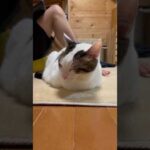 ね・む・い(YouTube)