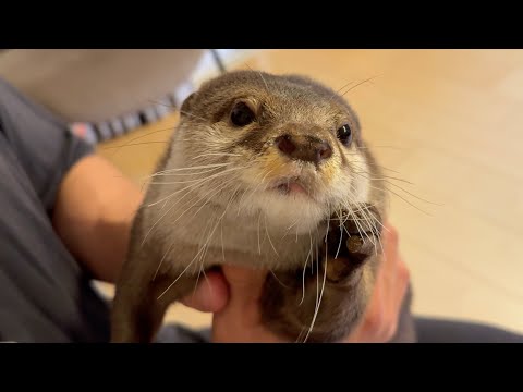 カワウソのヒゲと体毛をドアップで撮ったら色々発見があった！I took a close-up of the otter’s body hair and discovered many things!(YouTube)