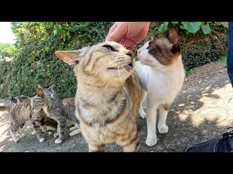 坂道で出会った猫をモフっていたら仲間猫がワラワラと集まって来た(YouTube)
