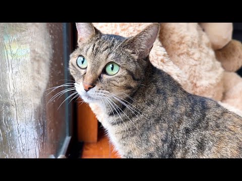 台風の暴風が凄すぎて窓から様子を伺う猫姉妹(YouTube)