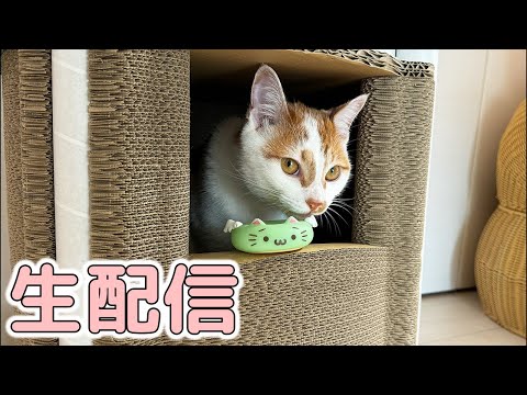 9/1猫たちのごはん生配信！(YouTube)