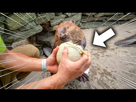 メロンを一玉丸ごと強奪しようとするビーバーはこちらです(YouTube)