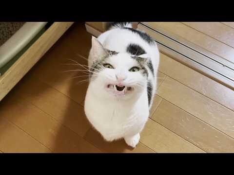 おねだりのクセが個性的すぎる猫(YouTube)