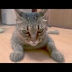 みんな居ると恐ろしいほど機嫌が悪い猫(YouTube)