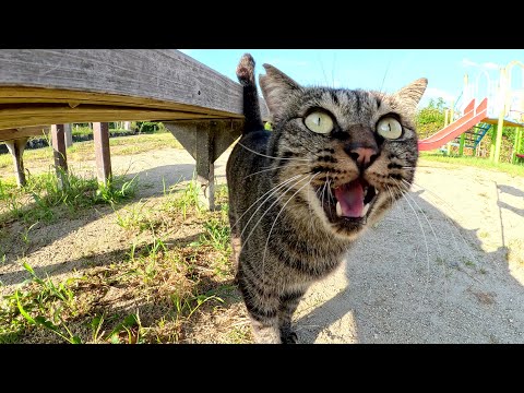 キジトラ猫が「涼しい場所へ行こうよ！」と誘ってきた(YouTube)