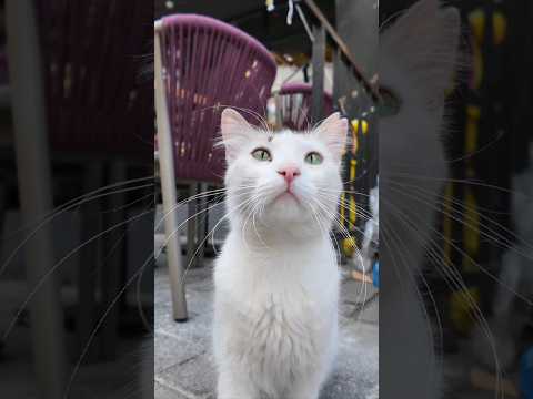 カメラに小さくパンチしてくる街の猫がかわい過ぎる(YouTube)