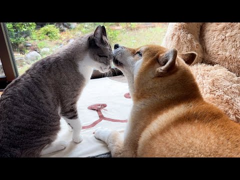 台風でざわつく猫たちのそばに柴犬が来たらこうなります(YouTube)