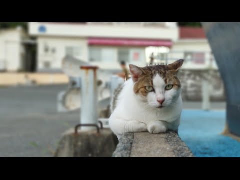 感動猫動画 のライブ配信(YouTube)