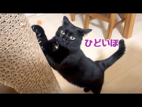 テトにやっかまれても大好きなナナちゃん(YouTube)
